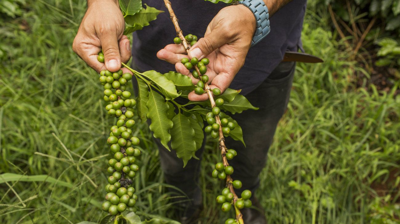 Brasil tuvo cosecha récord de café en 2018