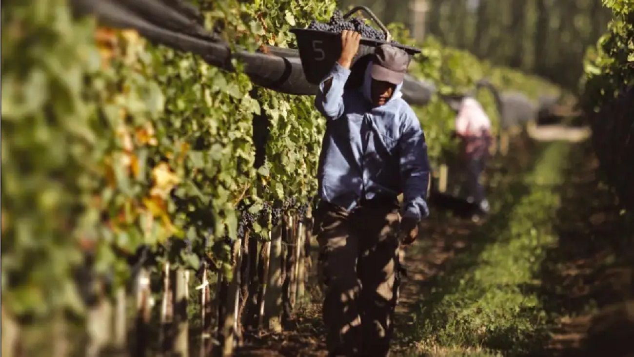 ¿Fue récord la cosecha de uva para la producción de vinos?