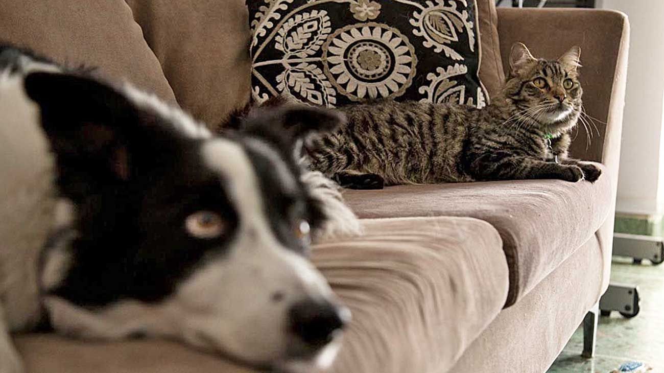 Crean un programa de voluntariado para cuidar a las mascotas de quienes se infecten