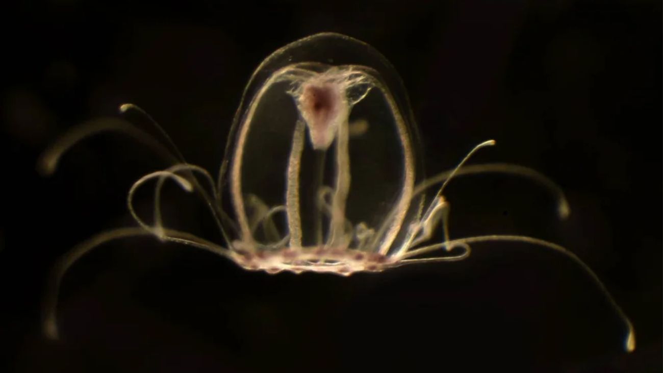 ¿Vivir para siempre? El genoma de la medusa inmortal podría ser la clave para frenar el envejecimiento