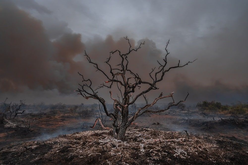 ¿Pueden evitarse los incendios y desmontes que cada verano arrasan los bosques de la Argentina?