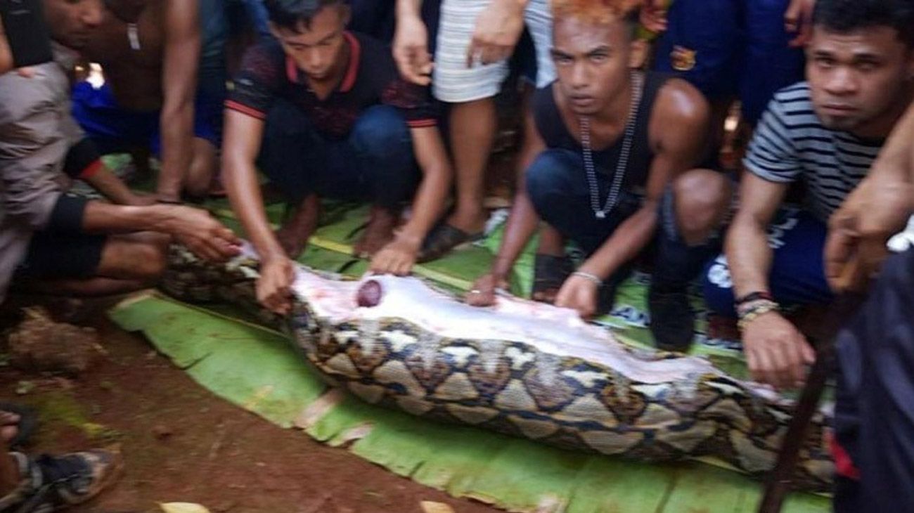 Encuentran a una mujer desaparecida en Indonesia dentro de una pitón