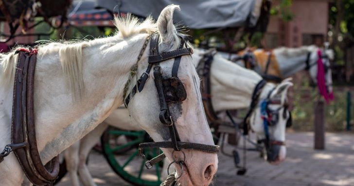 Admitieron a una ONG como querellante particular en causa por maltrato a un caballo
