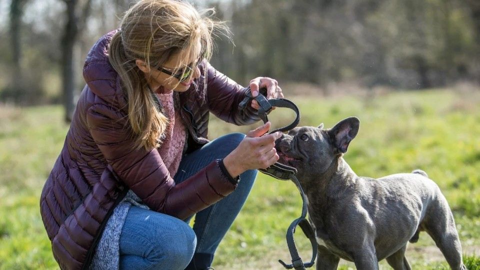 Pretal o collar, ¿cuál es mejor para tu perro?