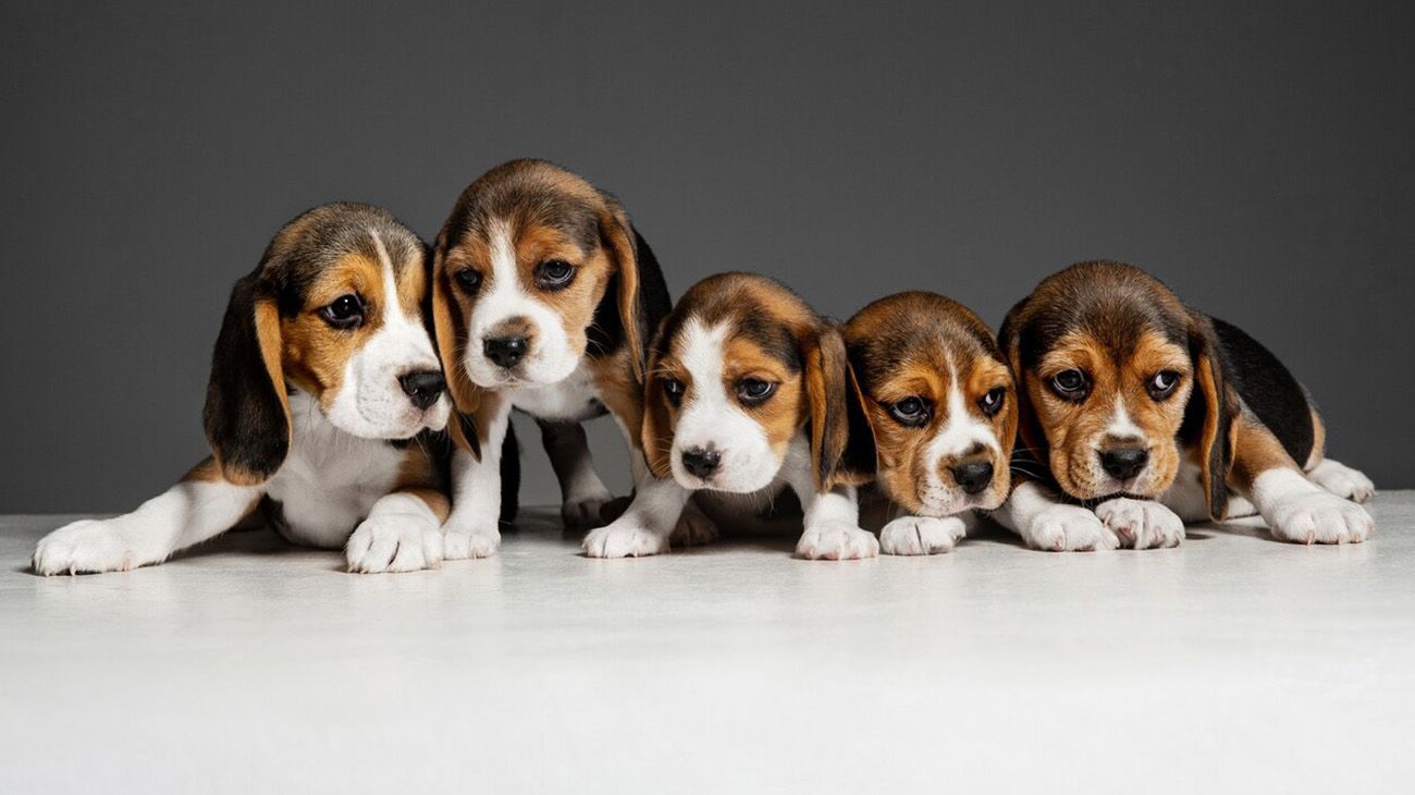 Estudio revela qué perro elegir para una familia con niños