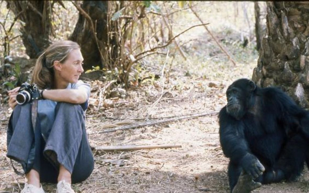 Falleció Jane Goodall a los 91 años: científica experta mundial en chimpancés