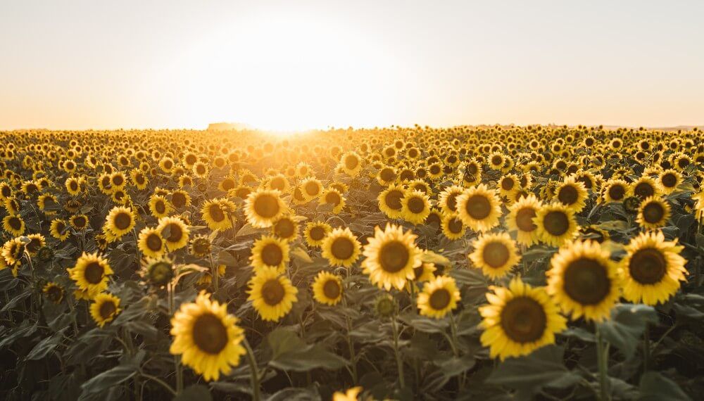 Crece la proyección de siembra de girasol