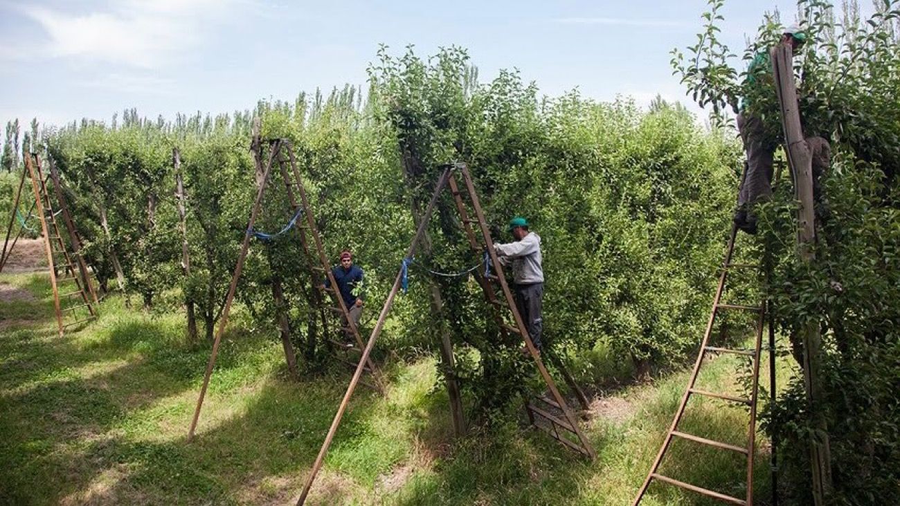 Trabajadores rurales temporarios no perderán los planes sociales cuando los contraten