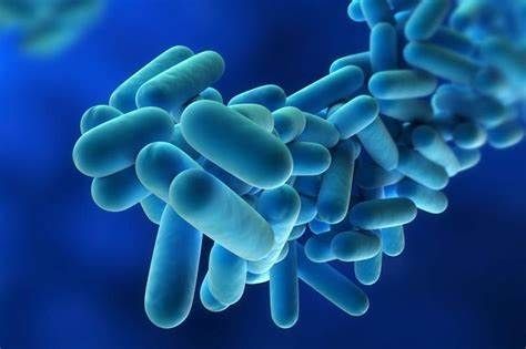 Brote en Tucumán: qué es la legionella y cuál es su tratamiento