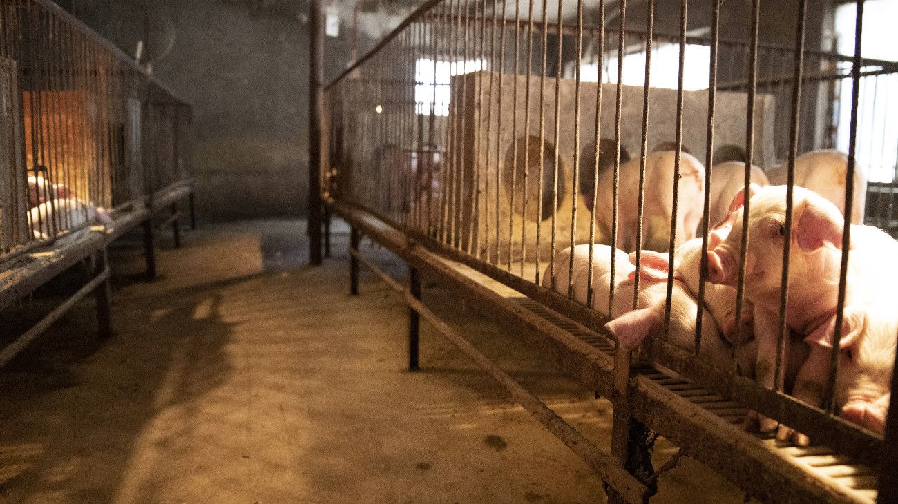 Una compañía de biotecnología probará órganos de cerdo en trasplantes para humanos