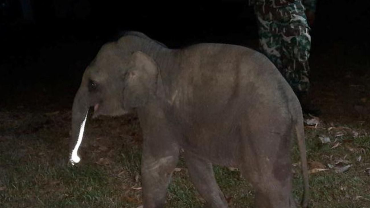 Paramédicos salvan con RCP a un elefante bebé golpeado por una motocicleta