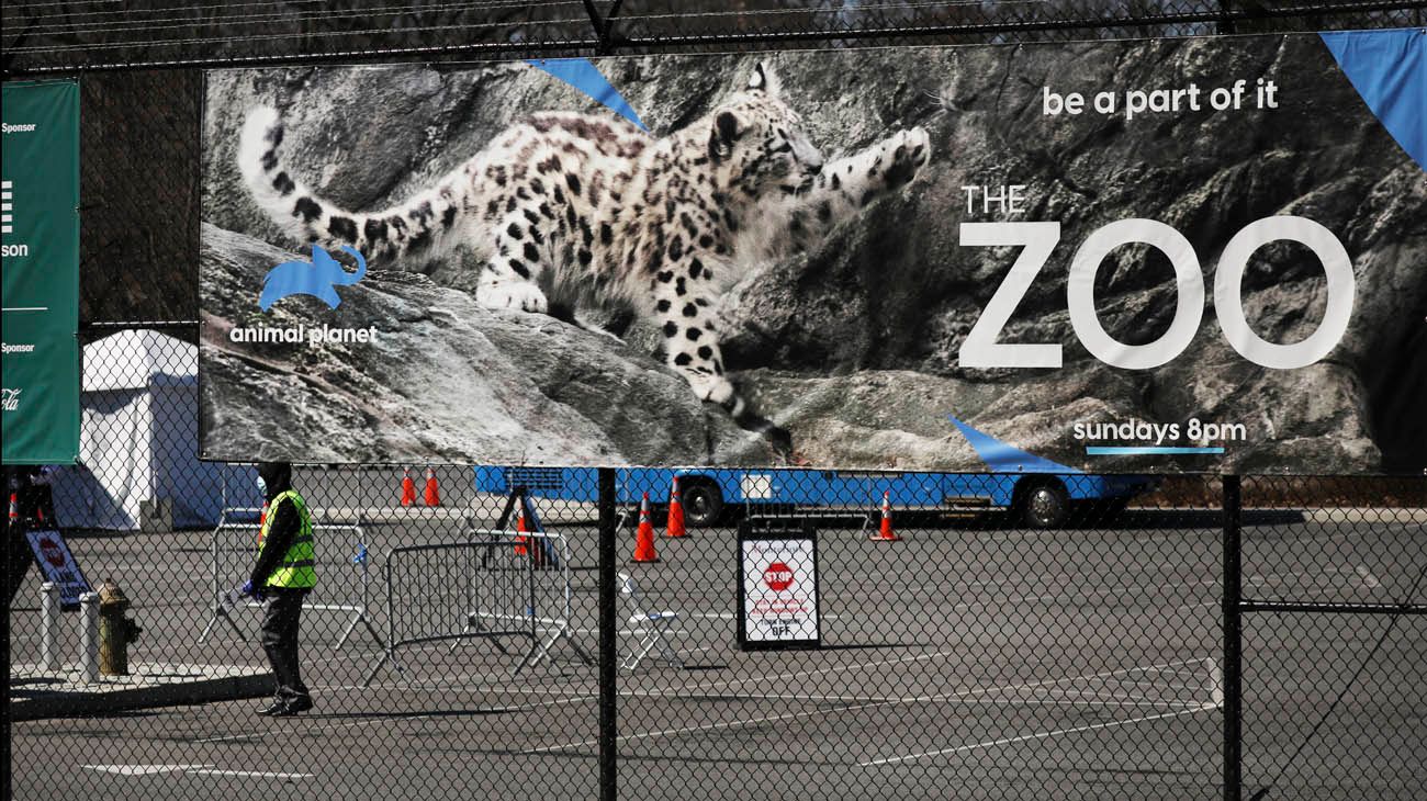 La tigresa del zoo de Nueva York tiene coronavirus: la contagió su cuidador