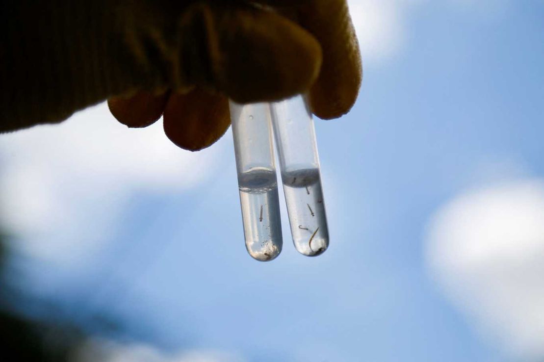 Presentaron un proyecto de ley para que la vacuna contra el dengue sea gratuita: qué dice el ministro de Salud