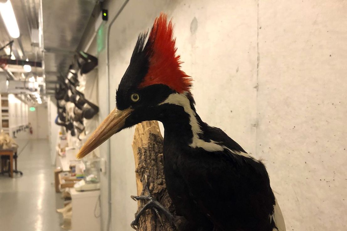 EE.UU. declara extinto al pájaro carpintero pico de marfil