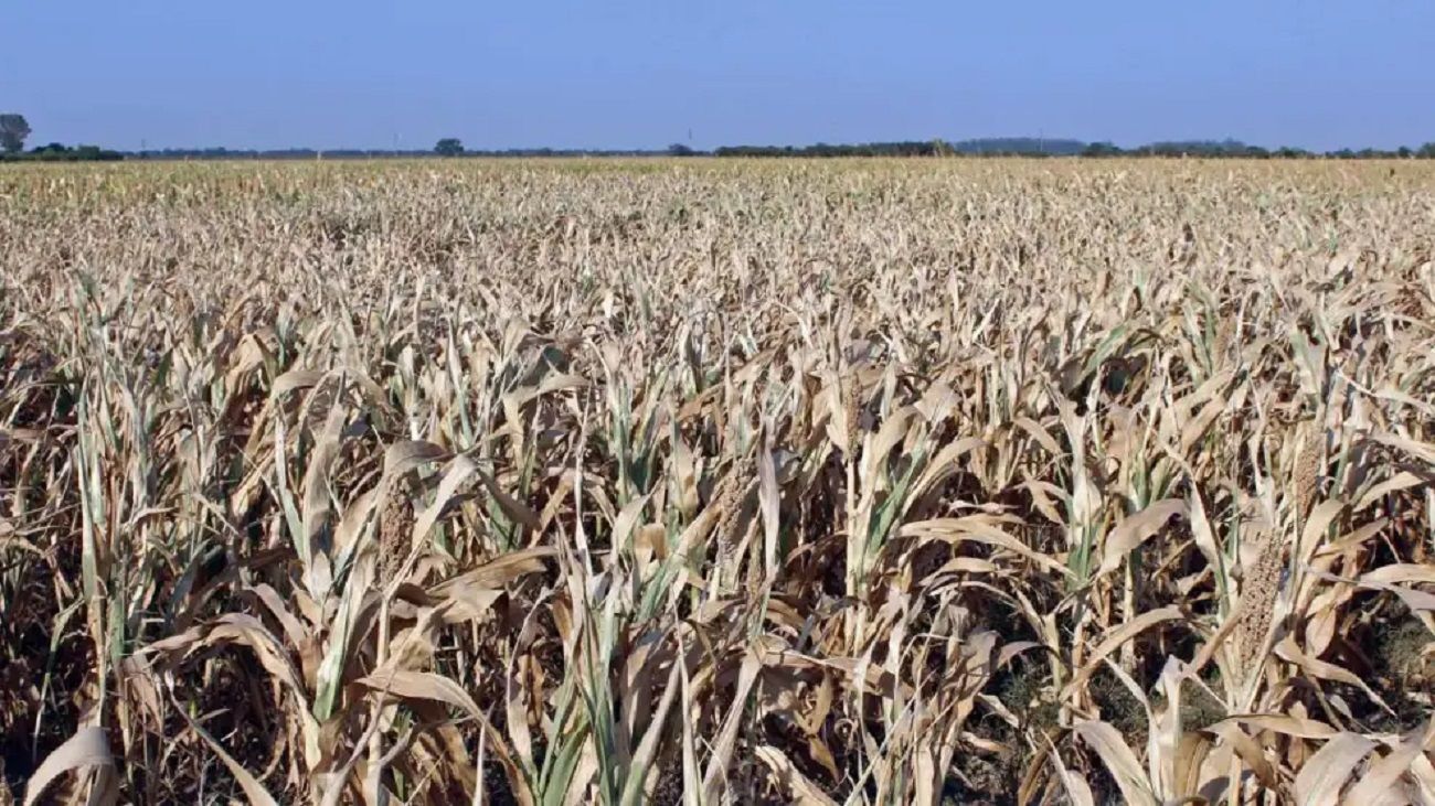 Agro en crisis: aseguran que, de continuar la sequía, podría haber una pérdida del 30% en el rendimiento de la soja