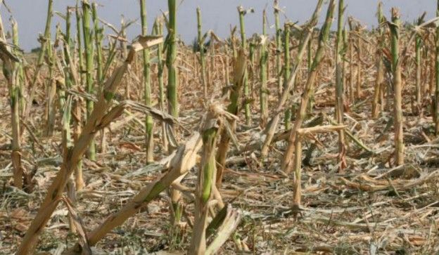 Buscan declarar la emergencia agropecuaria por la sequía en la provincia de Buenos Aires
