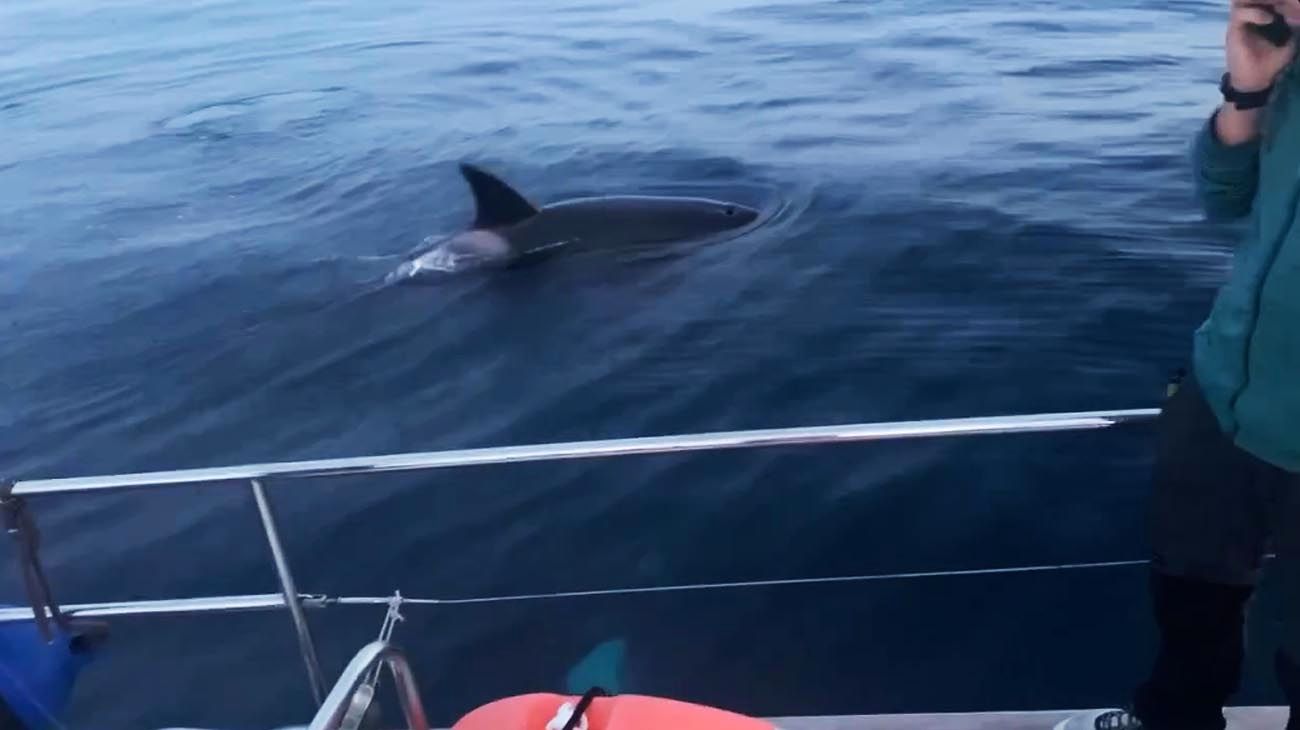 Tras otro ataque de orcas, los científicos investigan por qué se acercan cada vez más a los barcos