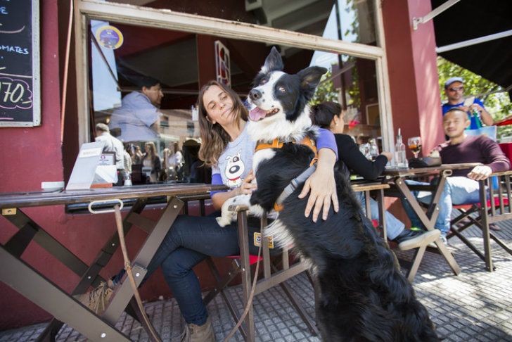 Mascotas: en subte sí, en bares y restaurantes no