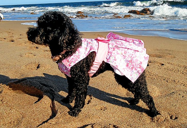 Mascotas de vacaciones: bikinis para perros y paradores 'pet-friendly'