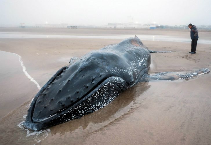 Así trabajan para devolver al mar a una ballena varada en Mar del Plata