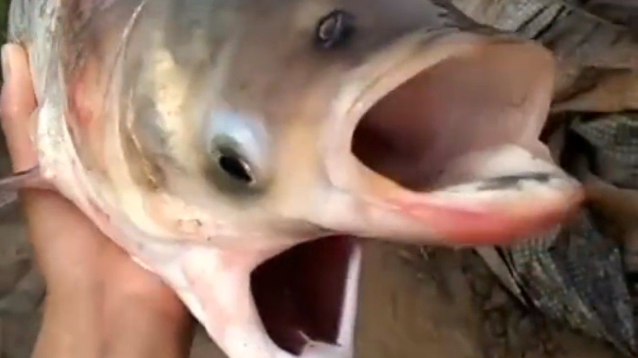 Video: encuentran un pez con dos cabezas, dos bocas y cuatro ojos en Chernobyl