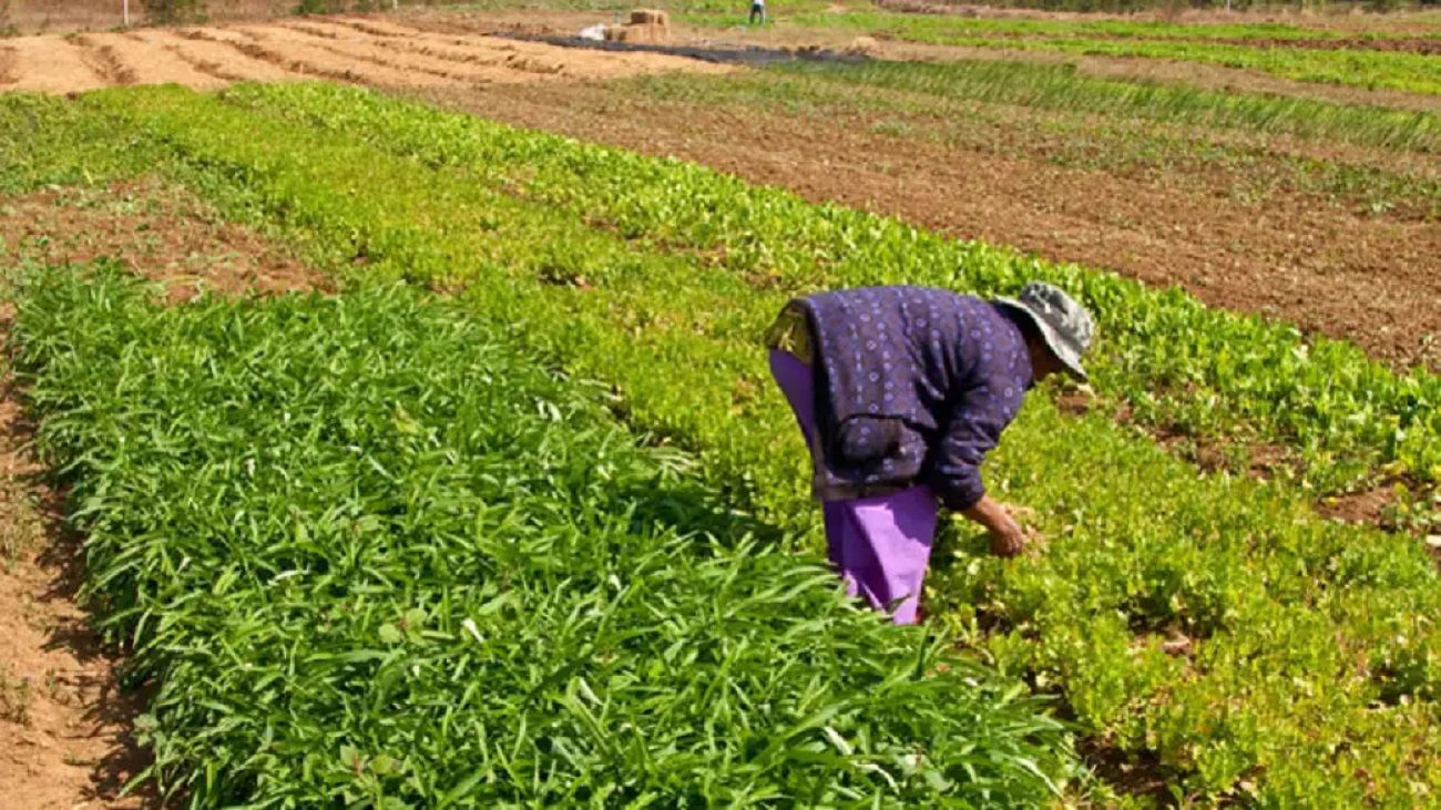 Producción agrícola: “La ley de semillas no es la que provoca que el productor hoy tenga malos rindes”