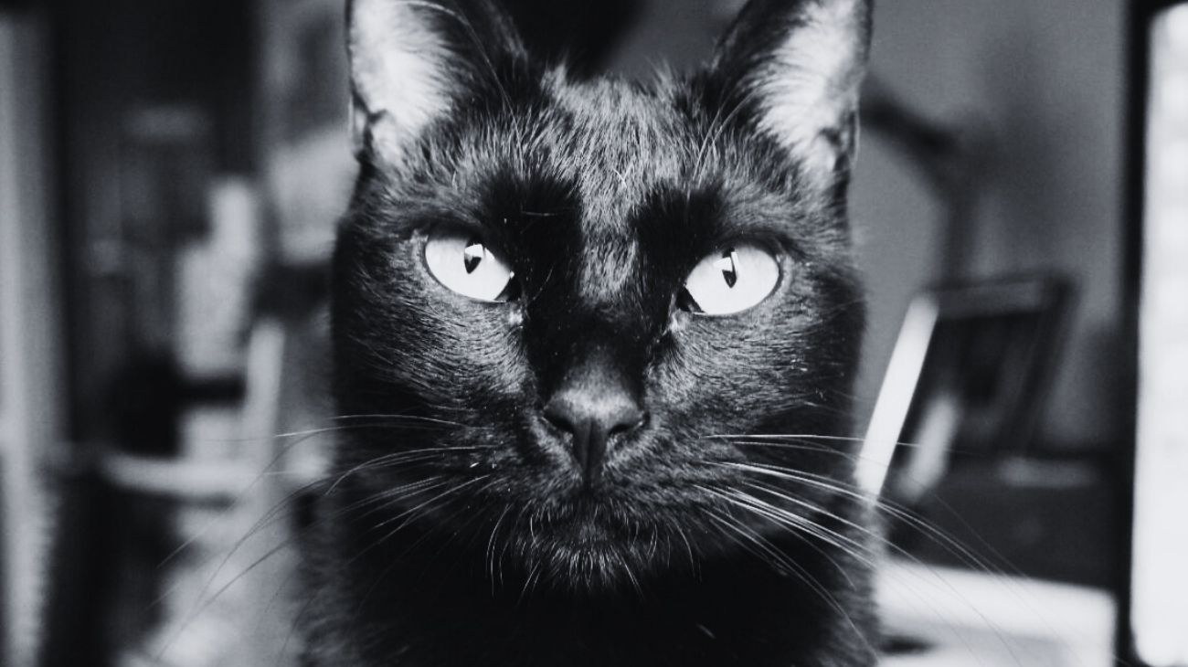¿Dan mala suerte los gatos negros? El origen medieval de un mito