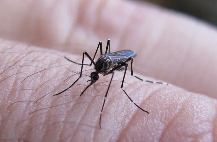Dengue: ¿se pudo evitar el brote mediante vacunación masiva?