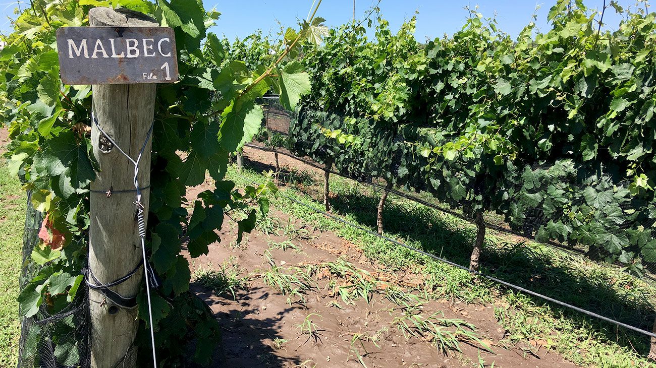Seis mil productores de Malbec corren riesgo de tener que abandonar sus viñedos