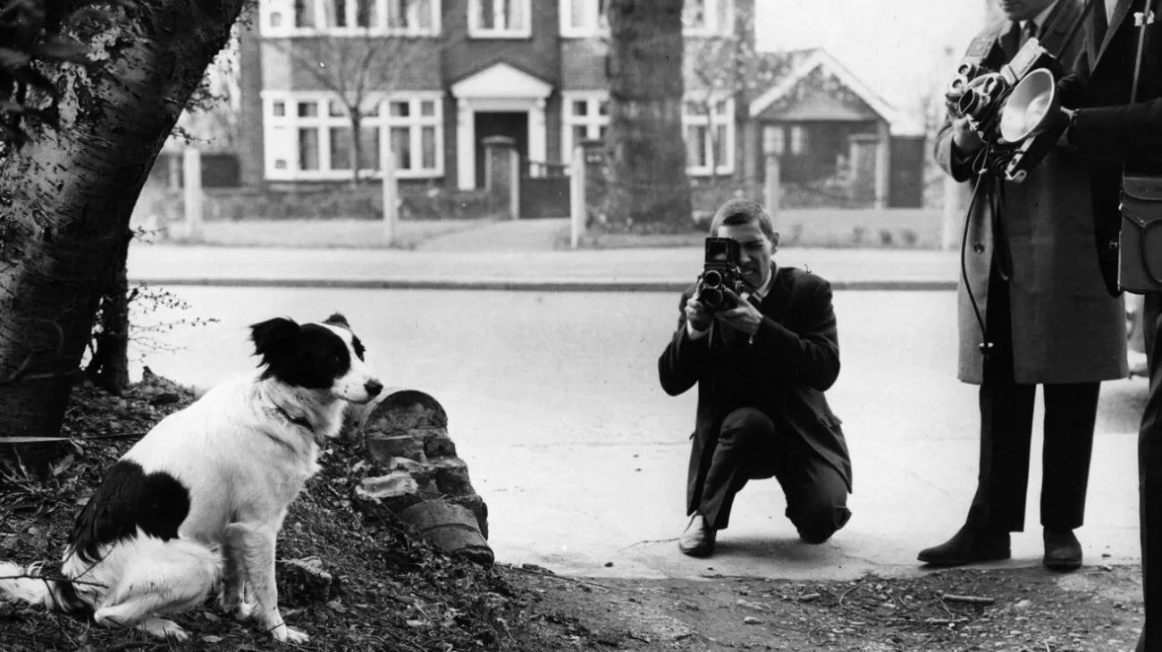 La asombrosa historia de Pickles, el perro que recuperó la Copa del Mundo robada y su trágico final