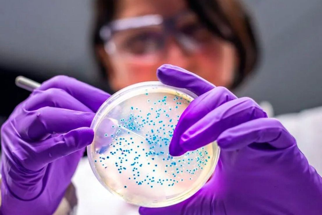 Presentaron un nuevo fármaco contra las “superbacterias intrahospitalarias”