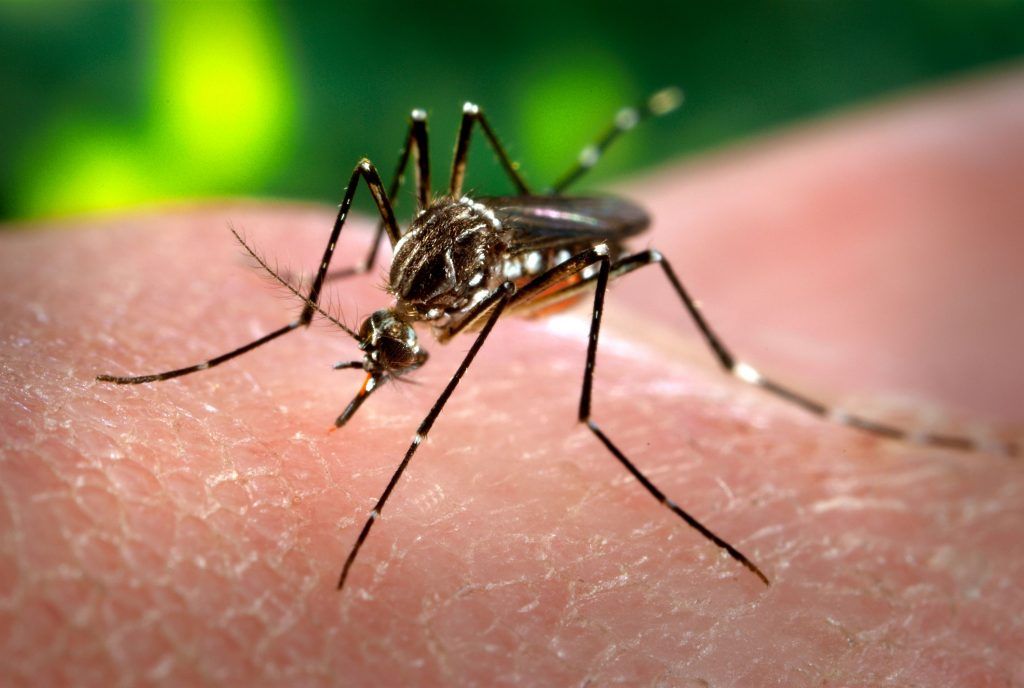 “Estamos frente a un brote preocupante de Dengue”
