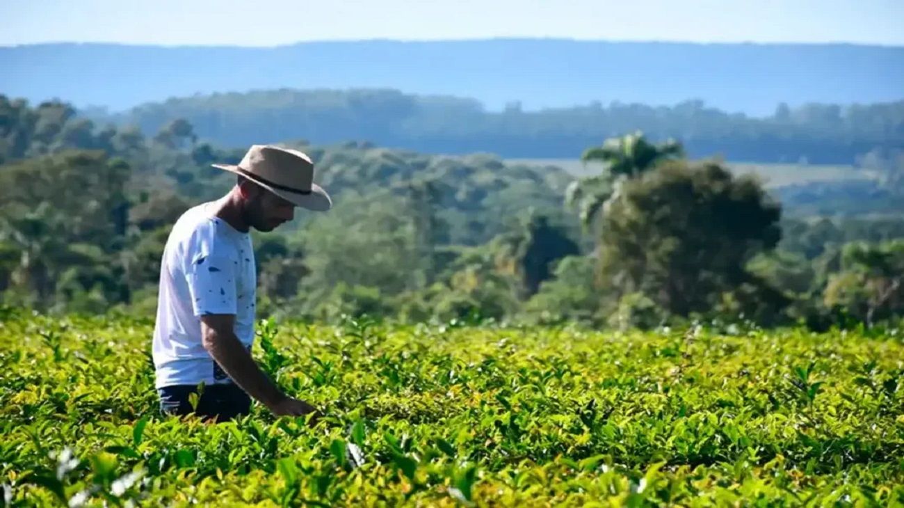 Baja parcial de las retenciones para el agro: “Tampoco le cierran los números al productor”