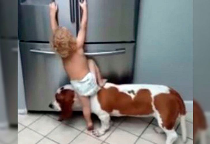 Un bebé muy ingenioso que usa a su perro de banquito