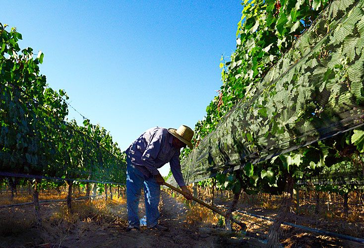 El malbec genera 35 veces más empleo por hectárea que la soja