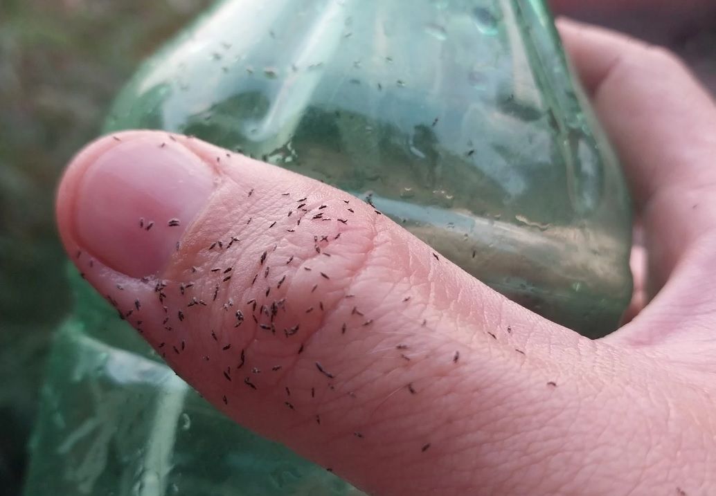 Una invasión de pequeños bichitos negros puso en alerta a CABA: qué son y cómo combatirlos