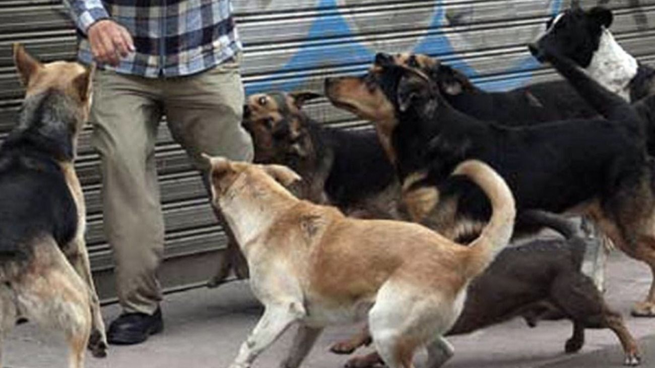 San Juan: una jauría de perros atacó y mató a un empleado de una planta ambiental