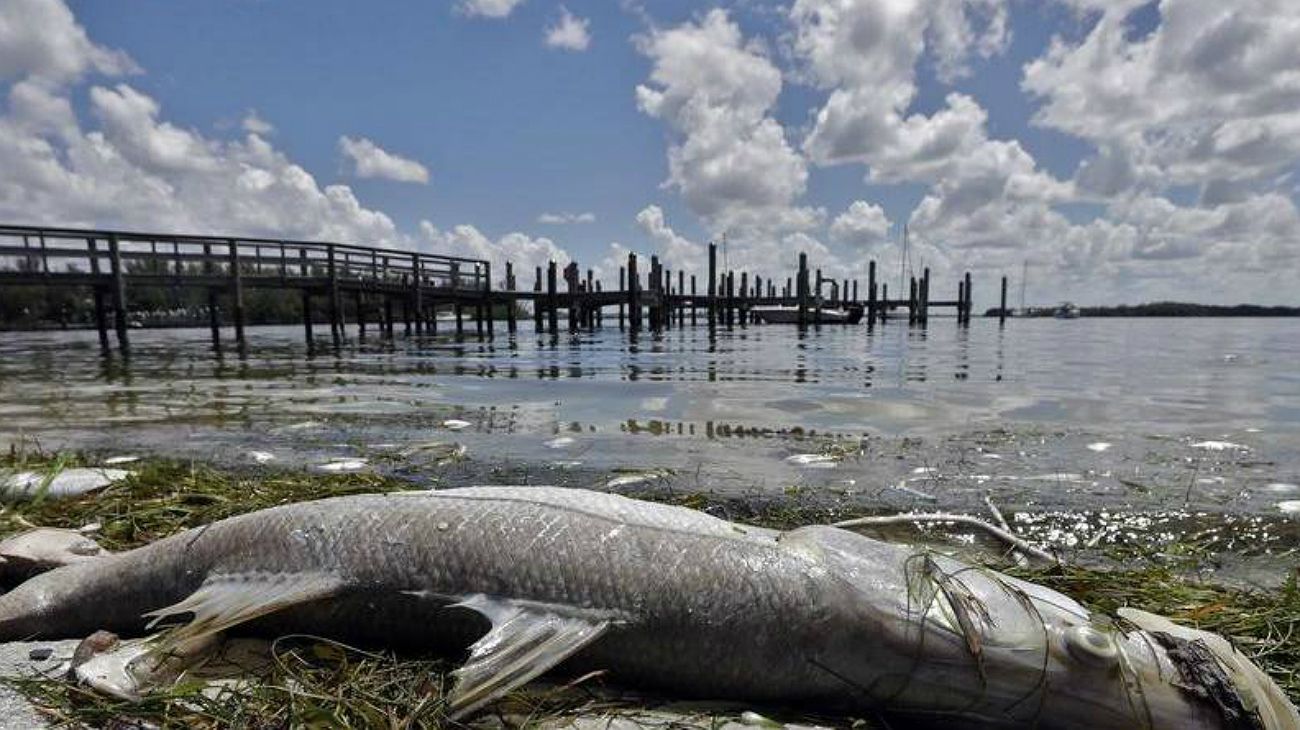 Qué es la marea roja que afecta las costas de Florida