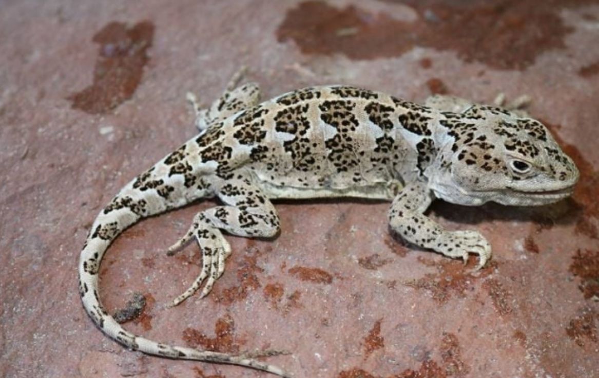 Sorprendente: encuentran una nueva especie de reptil en un campo de Neuquén
