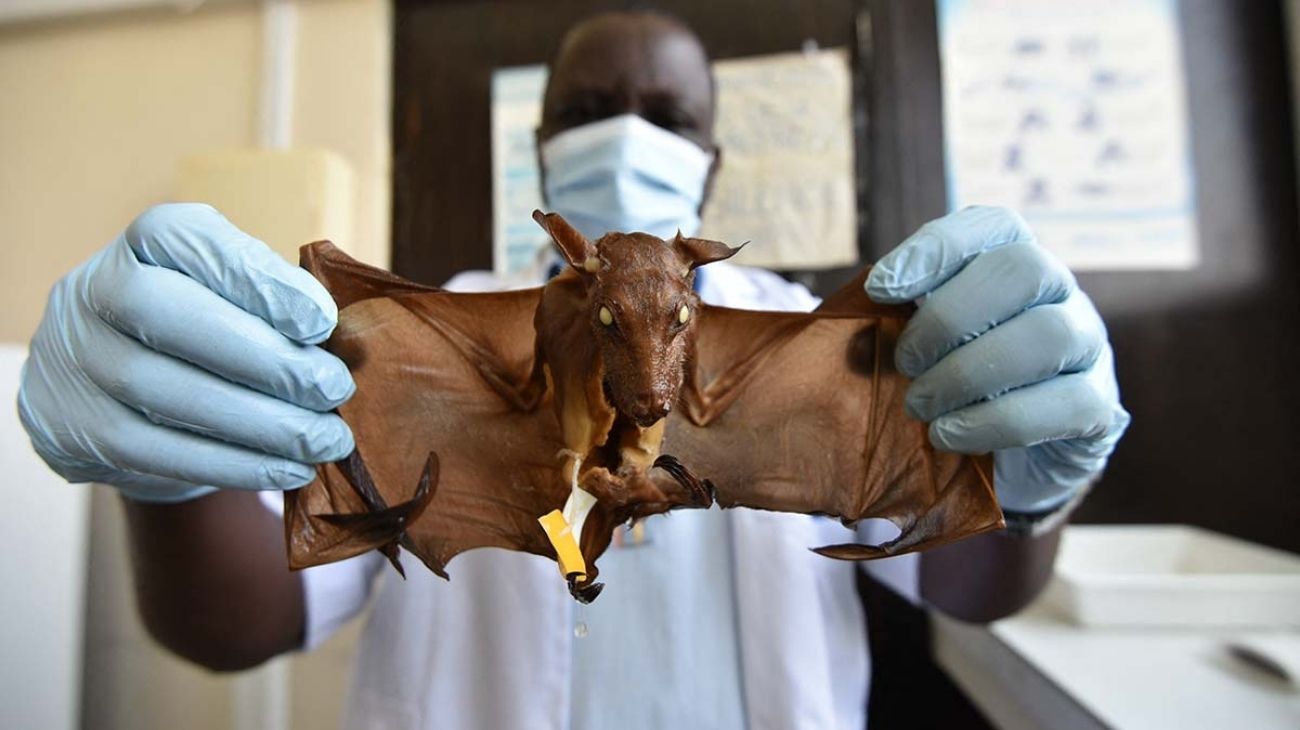 El peligroso virus de Marburgo mató a dos personas en Ghana, que teme una epidemia