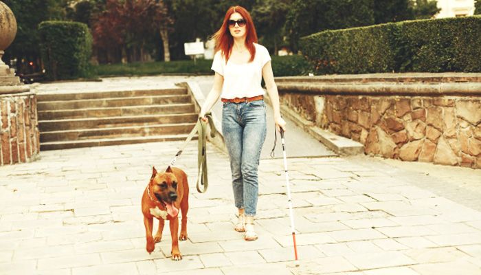Crece la tendencia de la caninoterapia: ¿cuáles son los beneficios para la salud?