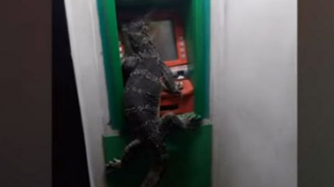 Un reptil "no llegaba a fin de mes", se abrazó a un cajero automático y causó pánico en Bangkok
