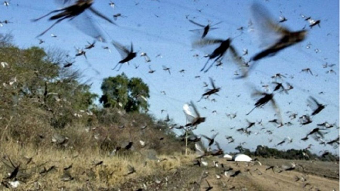 Alerta por una plaga de langostas en los cultivos: podrían perderse USD 3.700 millones
