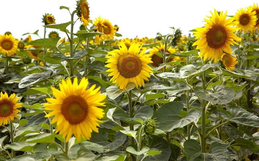 Girasol: proyectan un aumento del 38% en el área sembrada