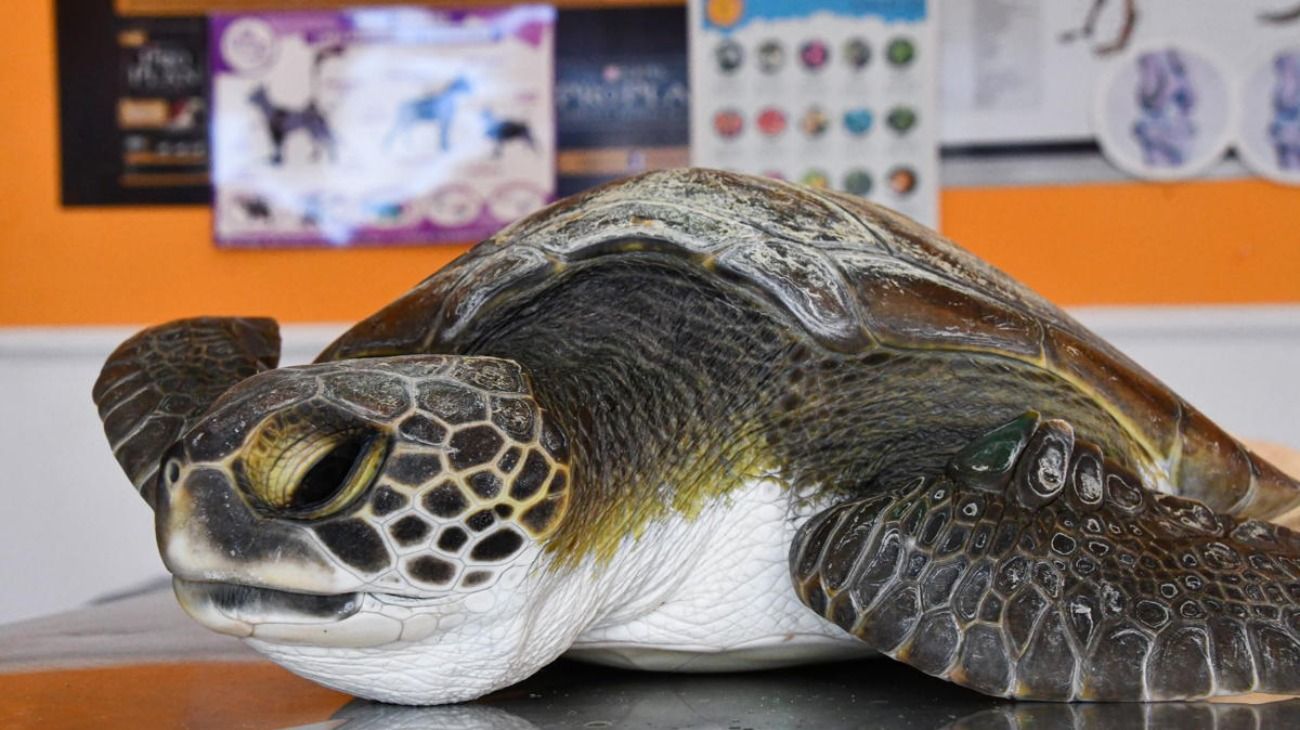 Una tortuga rescatada del mar defecó más de 10 tipos de plásticos diferentes