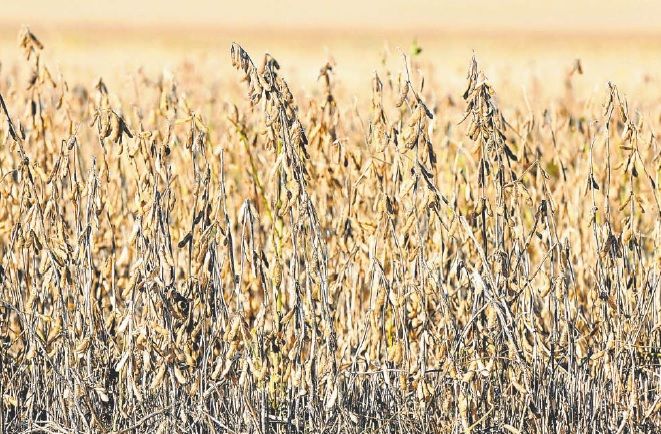 Soja: proyectan caída de la producción argentina por pronóstico de sequía