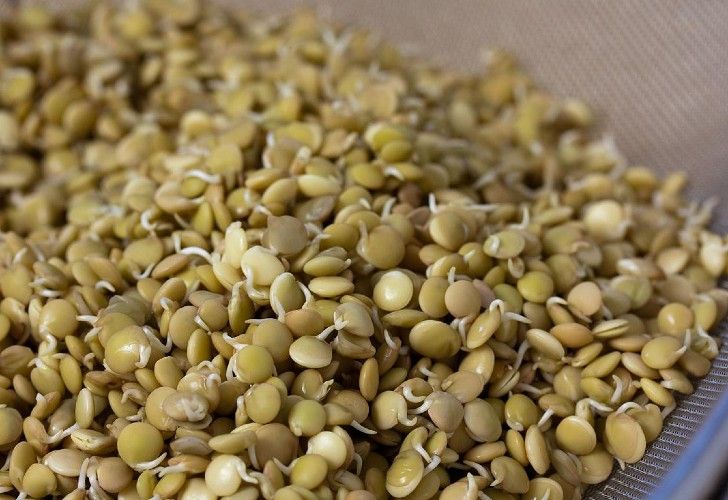 5 pasos para cultivar brotes de lenteja en casa