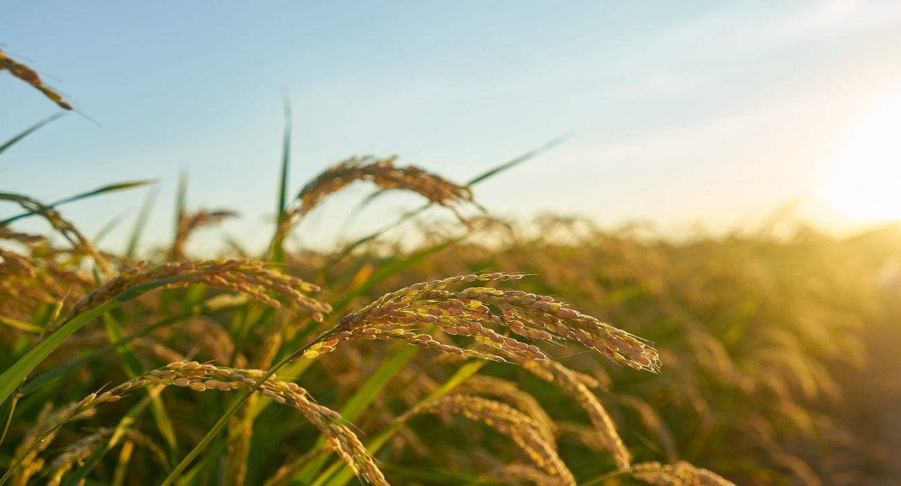 Estiman un recorte del 58% en las previsiones de exportaciones del sector agropecuario
