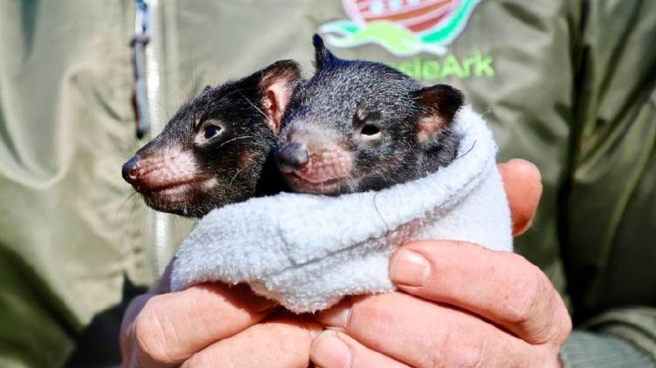 Nacieron nuevos ejemplares de demonios de Tasmania a 3.000 años de su desaparición