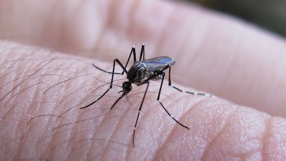 Dengue: los casos este año pueden ser récord